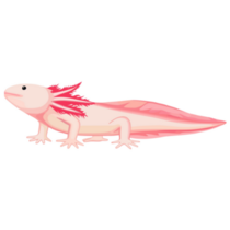 Long Axolotl Sticker