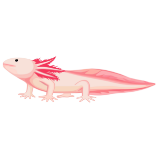 Long Axolotl Sticker