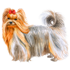 Long Hair Yorkie Sticker