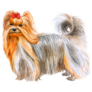 Long Hair Yorkie Sticker