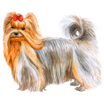 Long Hair Yorkie Sticker