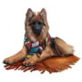 Long Haired Shepherd Sticker