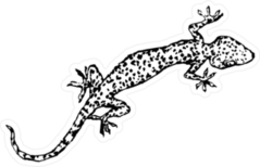 Long Illustration Of A Gecko Sticker