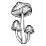 Long Mushroom Illustration Sketch Sticker