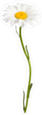 Long Stem Daisy Sticker