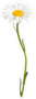 Long Stem Daisy Sticker