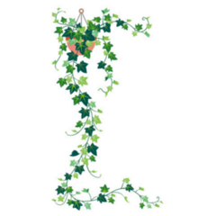 Long Trailing Ivy Plant Hanging in a Pot Sticker