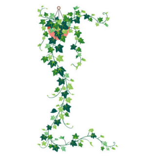 Long Trailing Ivy Plant Hanging in a Pot Sticker