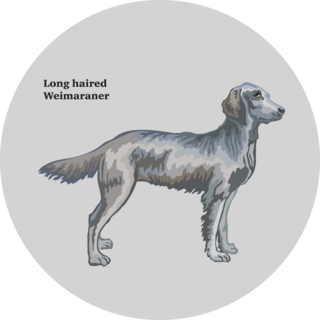 Longhair Weimaraner Sticker