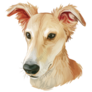 Longhaired Whippet Sticker