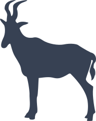 Lovely Antelope Sticker