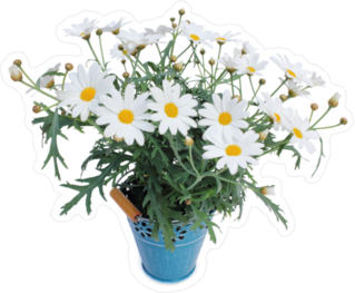 Lovely Potted Daisies Sticker