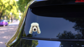 Low Poly Poodle Teal Sticker on a Rear Car Window (New) example