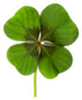 Lucky Clover, Four Leaf Clover Sticker