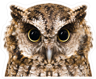 Macro Photography Owl Sticker