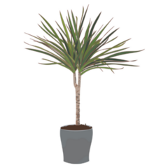 Madagascar Dragon Tree Potted Indoor Plant Sticker