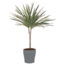 Madagascar Dragon Tree Potted Indoor Plant Sticker