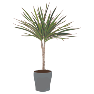 Madagascar Dragon Tree Potted Indoor Plant Sticker
