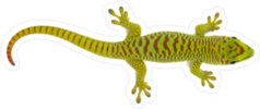 Madagascar Gecko Sticker