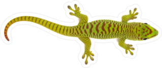 Madagascar Gecko Sticker