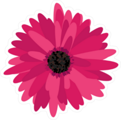 Magenta Gerbera Daisy Sticker