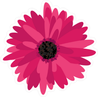 Magenta Gerbera Daisy Sticker