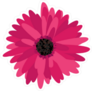 Magenta Gerbera Daisy Sticker