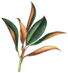 Magnolia Branch Hand Drawn Watercolor Illustration Sticker