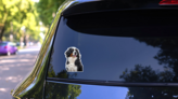 Majestic Bernese Sticker on a Rear Car Window (New) example