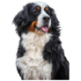 Majestic Bernese Sticker