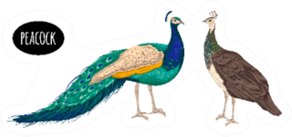 Male And Female Peacock Illustration Oval Lettering Sticker