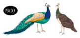 Male And Female Peacock Illustration Oval Lettering Sticker