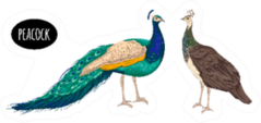 Male And Female Peacock Illustration Oval Lettering Sticker