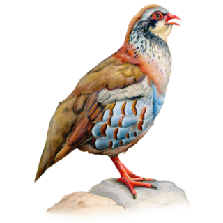 Male Red Partridge Portrait Sticker