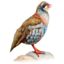 Male Red Partridge Portrait Sticker
