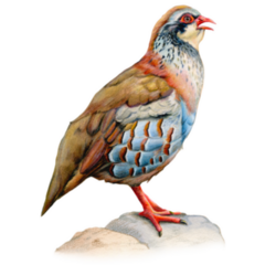 Male Red Partridge Portrait Sticker