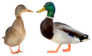 Mallard Duck Closeup Of A Drake, Female Mallard Isolated Sticker