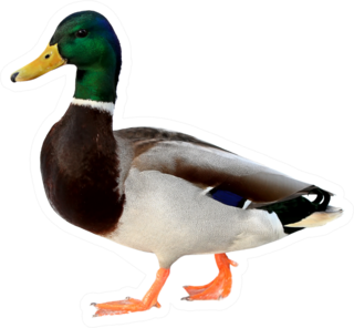 Mallard Duck Colourful Wild Duck Drake Sticker