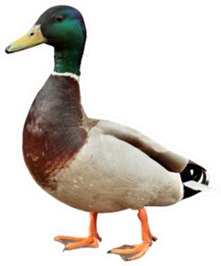 Mallard Duck Isolated On White Background Sticker
