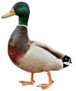 Mallard Duck Isolated On White Background Sticker