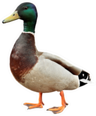 Mallard Duck Isolated On White Background Sticker