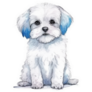 Maltese Blue Hair Sticker
