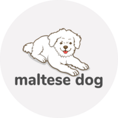 Maltese Dog Icon Sticker