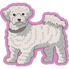 Maltese Dog Purple Sticker
