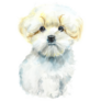Maltese Dog Sticker