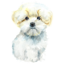 Maltese Dog Sticker