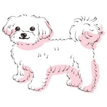 Maltese Drawing Sticker