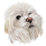 Maltese Head Sticker