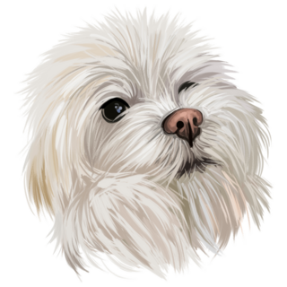 Maltese Head Sticker