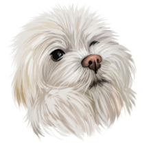 Maltese Head Sticker